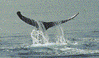 whale tail