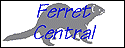 ferret