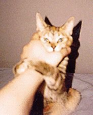 Sarah's cat, Sodamachine